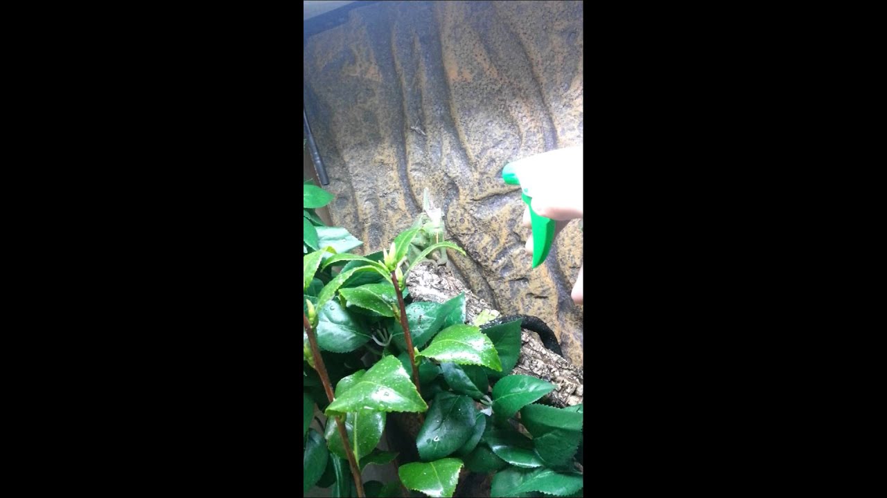 Giving a chameleon water.