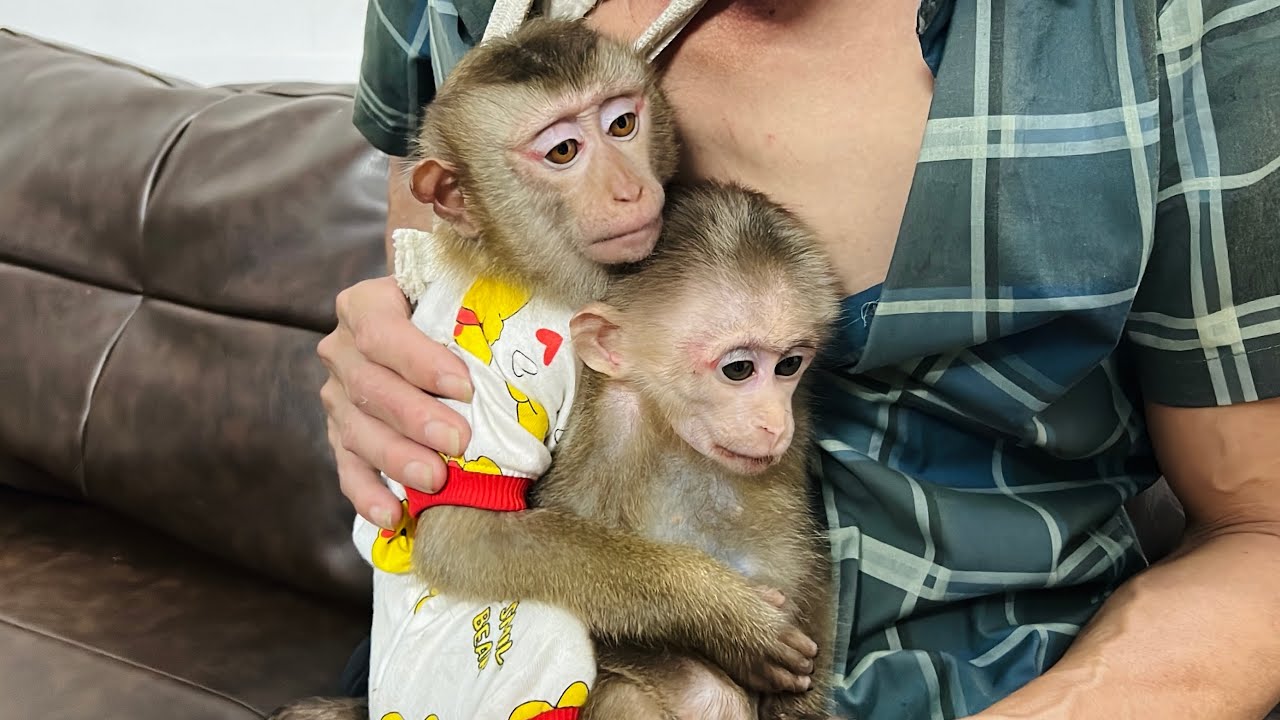 Monkey Xuka was still scared when he got home and hugged monkey Tina and his dad tightly.