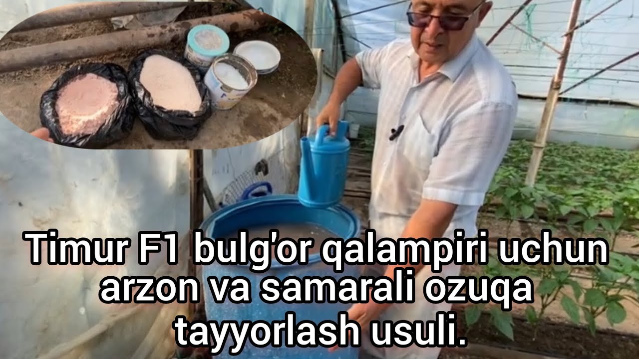 2 - қисм Timur F1 булғор қалампири учун арзон ва самарали озуқа тайёрлаш усули.