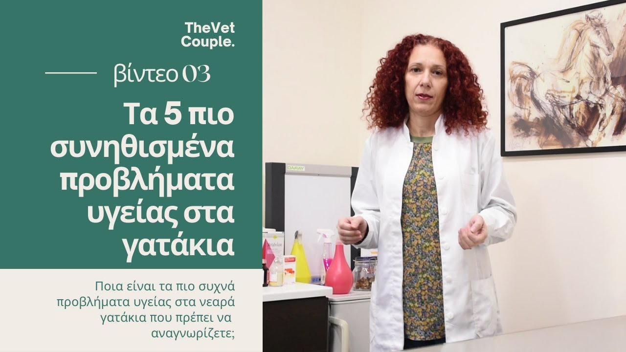 Τα 5 πιο συνηθισμένα προβλήματα υγείας στα γατάκια