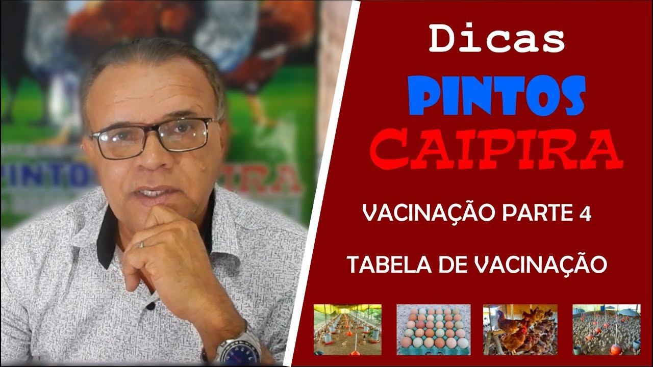Dicas de Criação - Tabela de Vacinação | Pintos Caipira