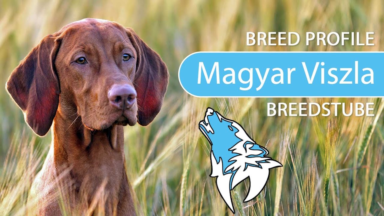 ► Hungarian Vizsla Breed [2020] Temperament & Training