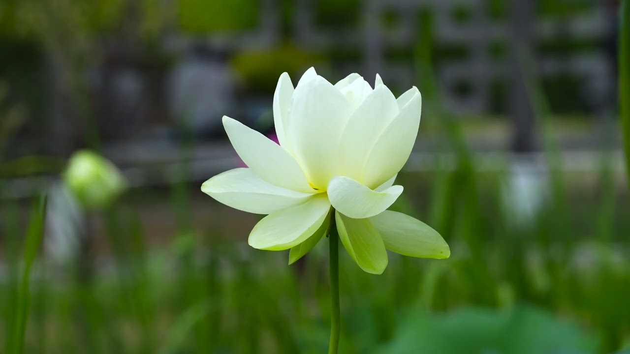 Inspirational Instrumental Music for Focus, Motivation & Peace, Relaxing Music, Meditation #7