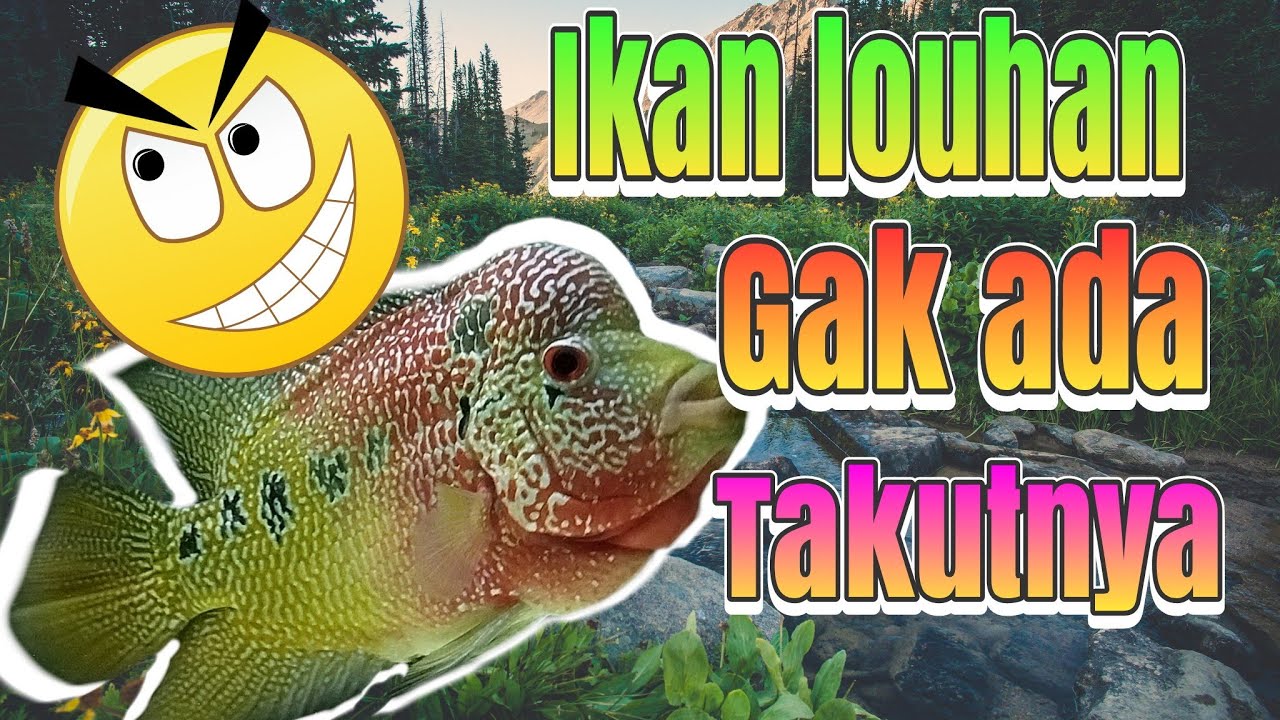 Cara melatih mental ikan Louhan