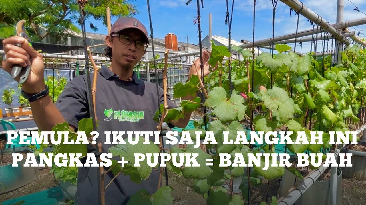 Pemula Pun Bisa! Ritual Pangkas Ini Bikin Anggur Berbunga Lebat
