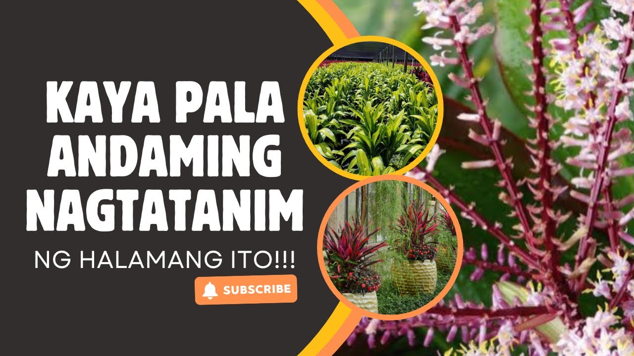 SWERTENG TAGLAY NG WISHING PLANTS! ALAMIN!