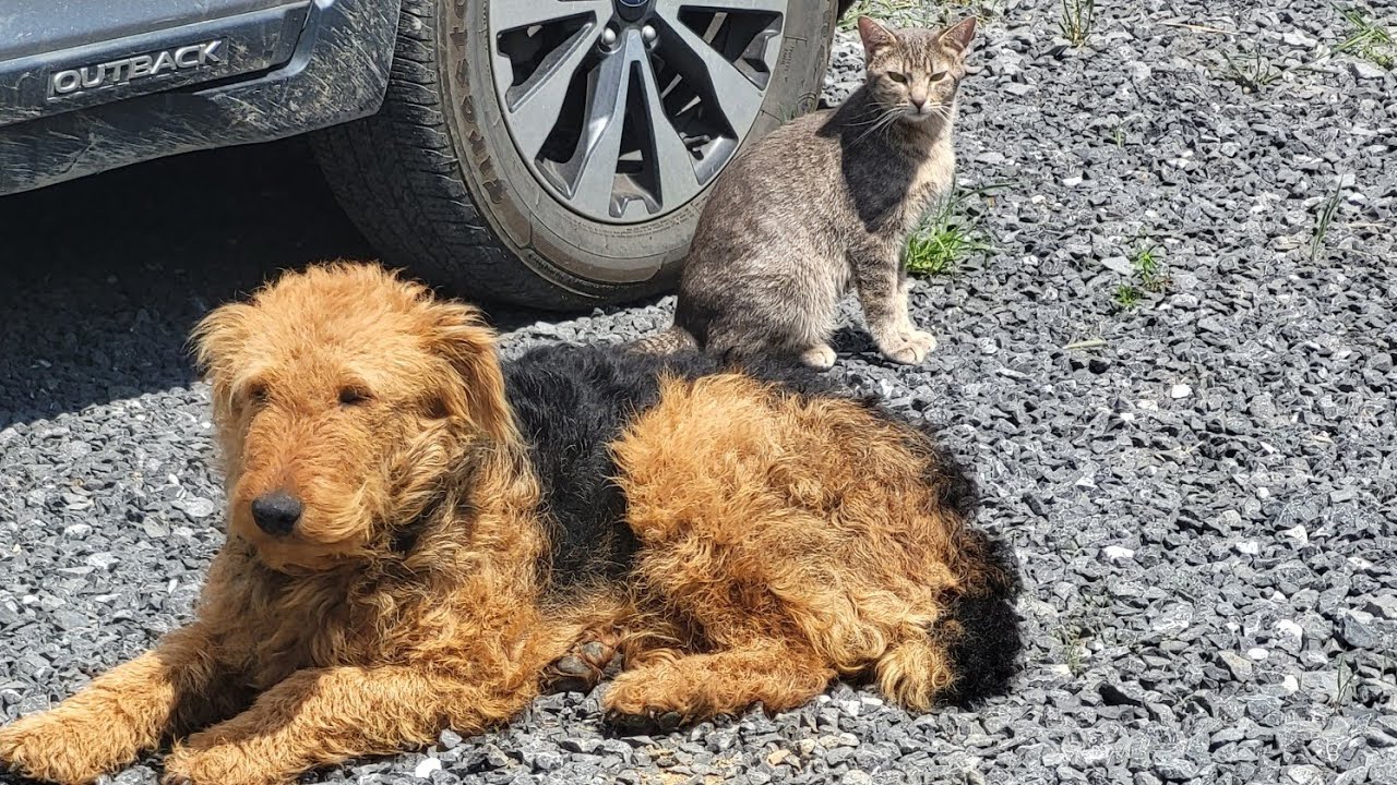 Feeding pets. The cat and the dog share. Killian and Isabel.