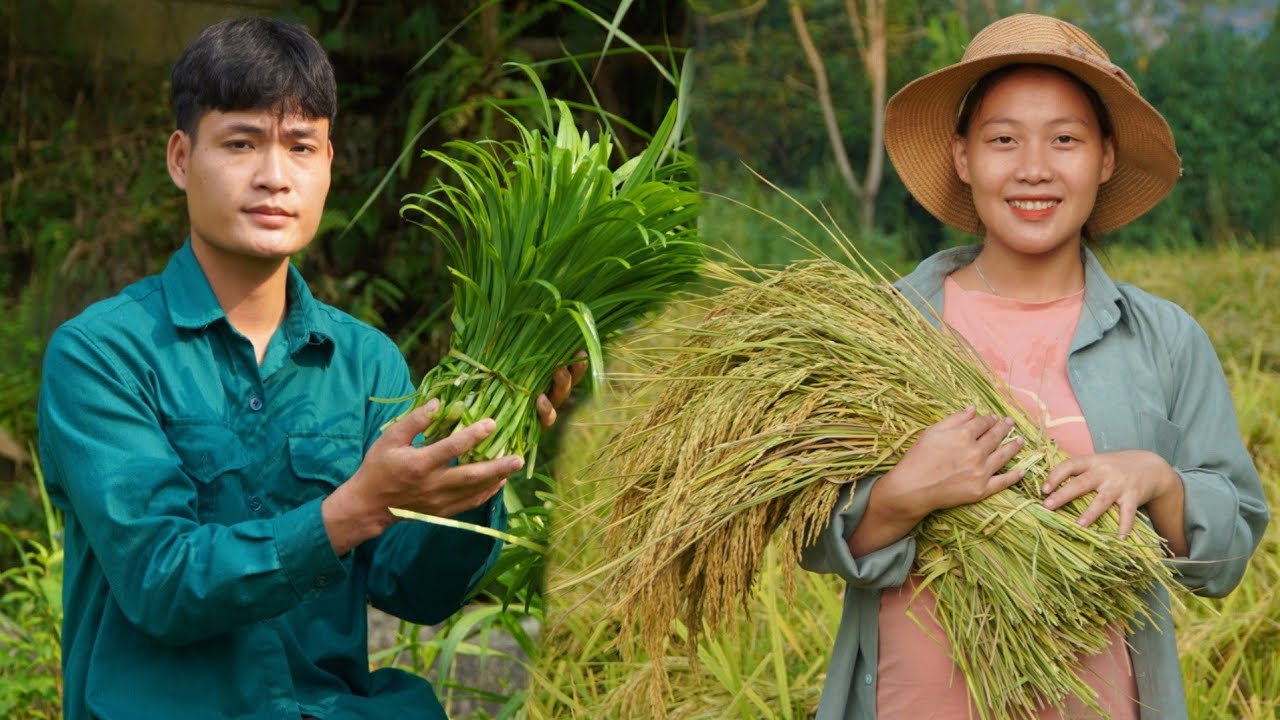 Girlfriend goes to harvest rice for hire, I go to harvest vegetables to sell