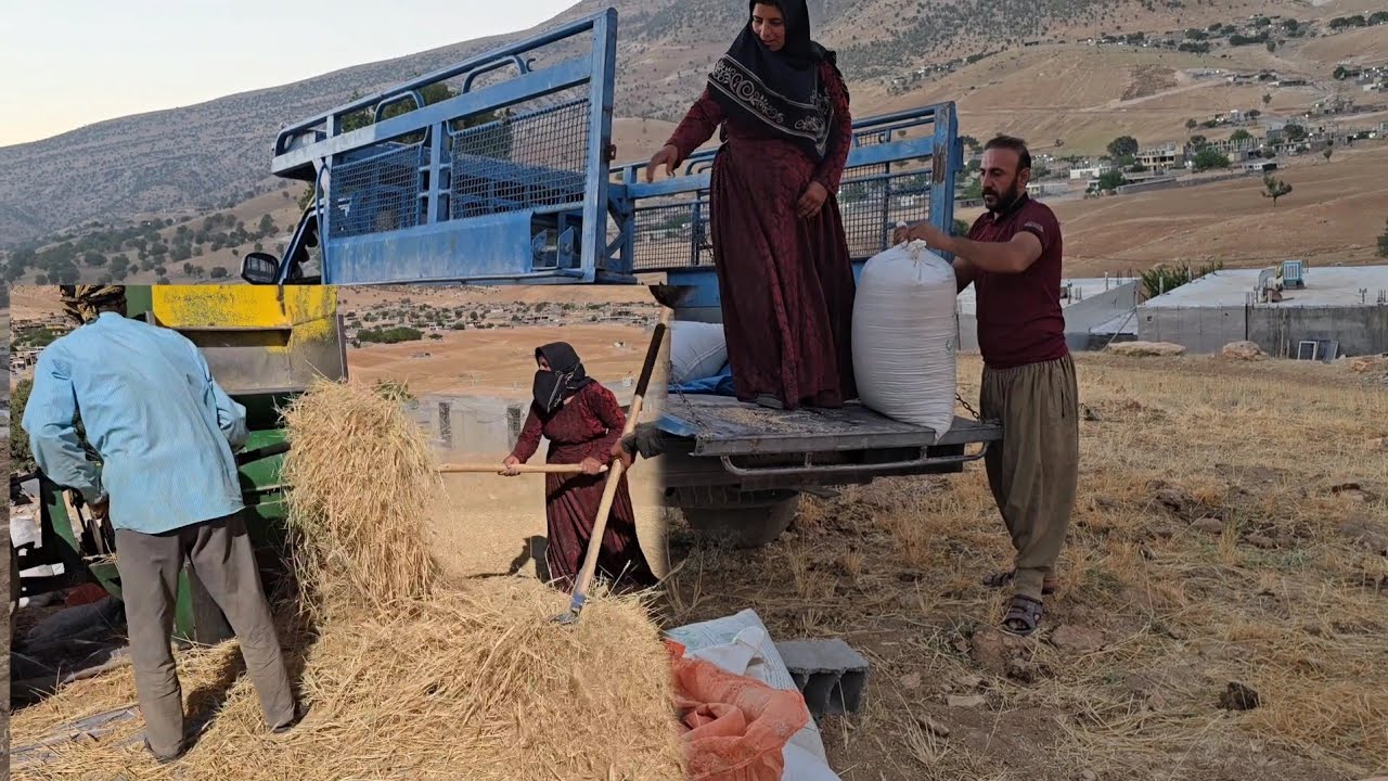 Wheat Harvesting with Family: Behnam and Esmat's Team Effort! 🌾🚜
