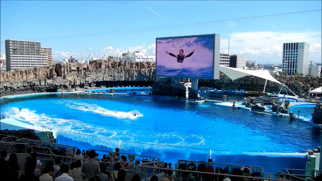 2013.09.09 名古屋港水族館イルカパフォーマンス