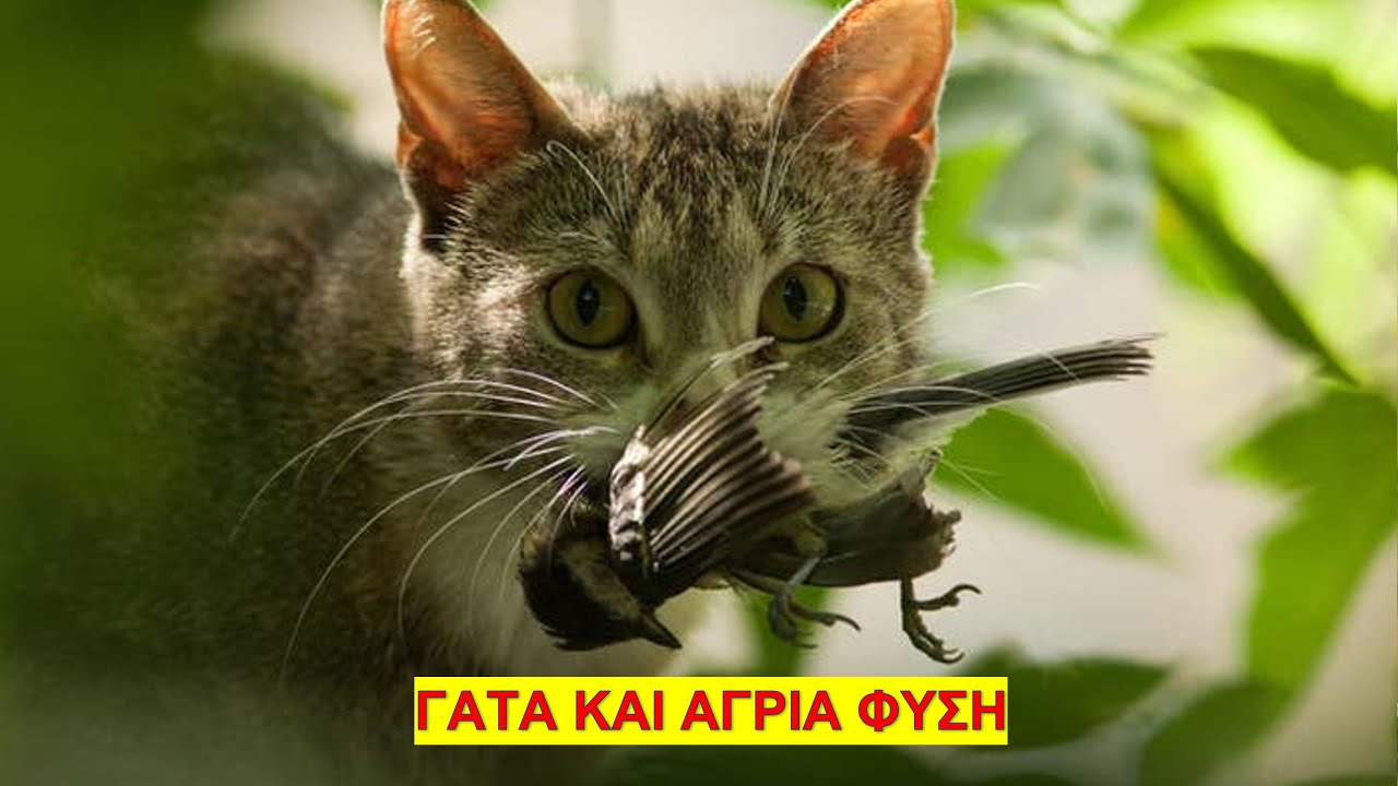 Γάτα και Άγρια φύση | ΕΛΛΗΝΙΚΗ ΕΡΠΕΤΟΠΑΝΙΔΑ #8