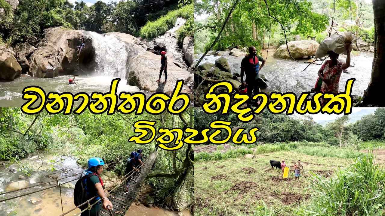 Treasures of Jungle Film by Travel with Lahiru 😍 We are in Forest 👍 අපට සැදුනු අපේ ලෝකයේ