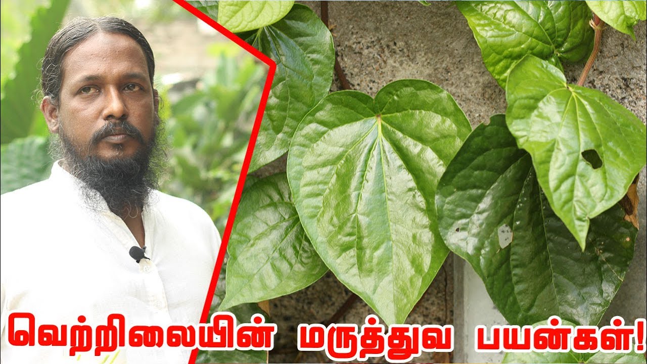 எண்ணற்ற மருத்துவ குணங்களை கொண்ட வெற்றிலை | இயற்கை வாழ்வியல் ஆலோசகர் ஞான சுந்தரபாண்டியன் | Vetrilai