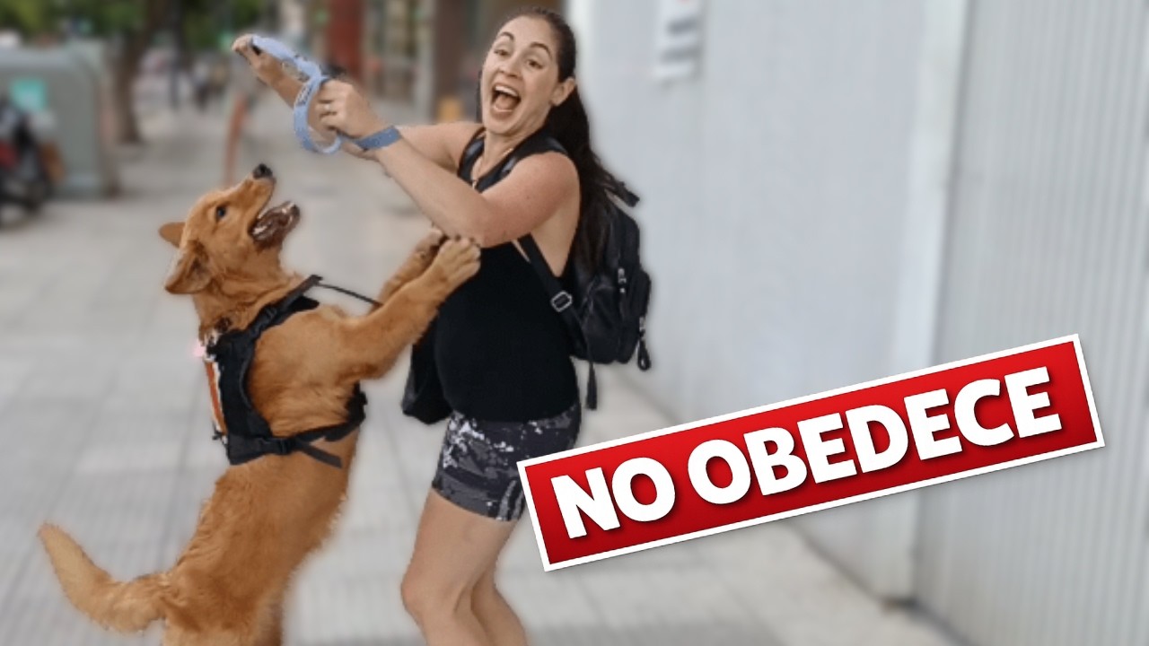 Entrenar un Golden NO es tan fácil como dicen ❌