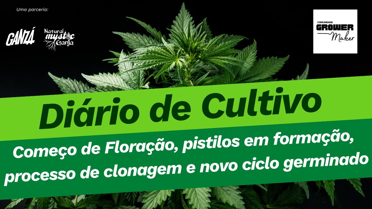 🌱🎉 Da Vegeta&ccedil;&atilde;o &agrave; Flora&ccedil;&atilde;o: Desvendando o In&iacute;cio M&aacute;gico!🪴Di&aacute;rio de Cultivo 2&ordf; Semana de Flora&ccedil;&atilde;o! 🌿🌼