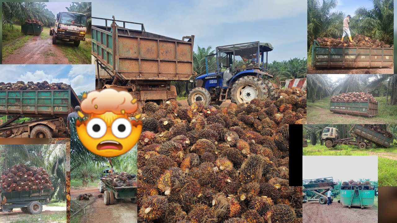 lori sawit 8 tan angkat 2 bim padu padu 11 tan bosku💪😱🤯#lorisawit #tkidimalaysia #anakrantau