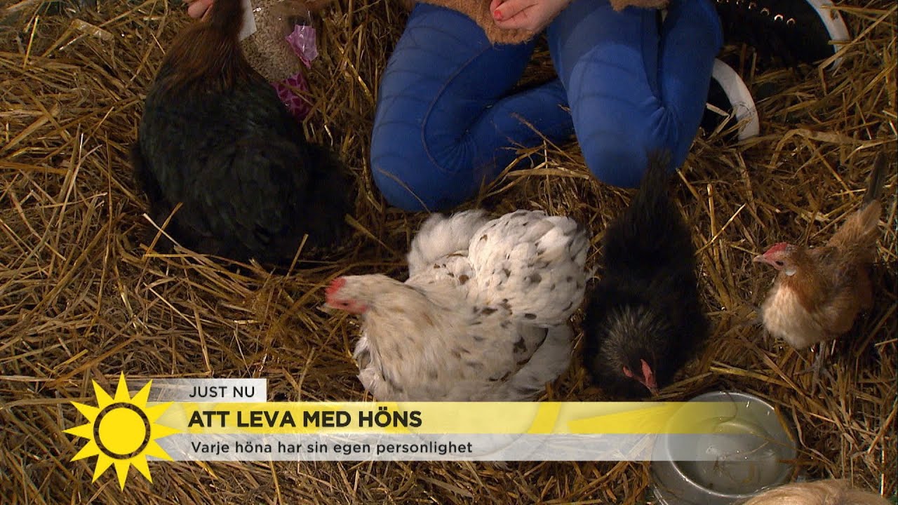 Allt fler skaffar egna höns – Så kommer du igång - Nyhetsmorgon (TV4)