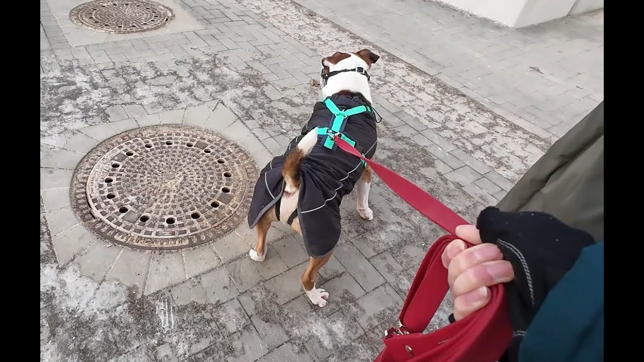 CujaMaracuja:  Hundebegegnung vorm Netto