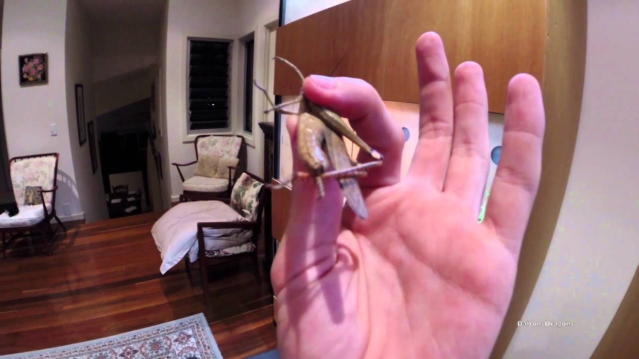 Young Bearded Dragon Eating BIG Grasshopper