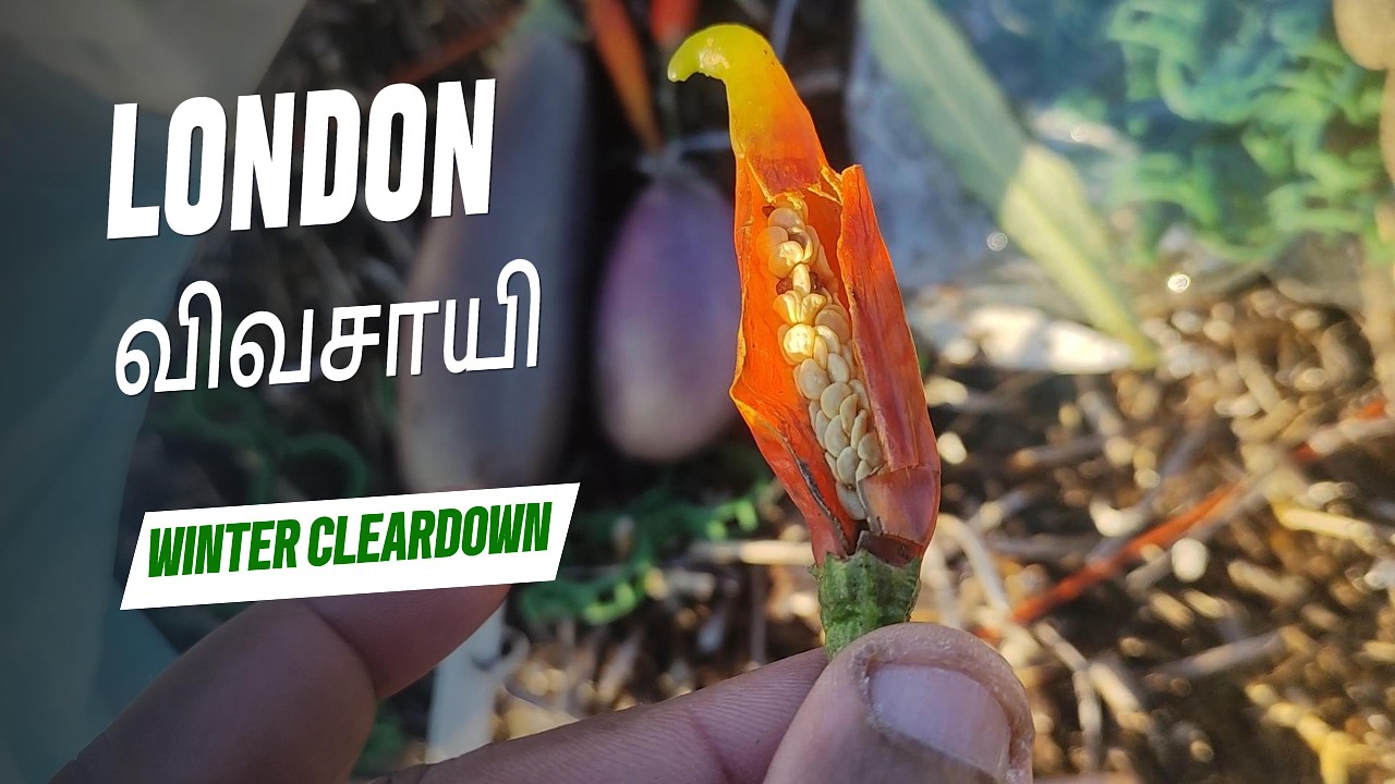 சம்மர் பயிர்களுக்கு விடை 👋🌱 | சீசனின் இறுதி அறுவடை | லண்டன் விவசாயி