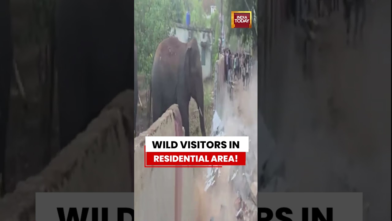 VIRAL VIDEO | Four-Elephant Herd Enters Residential Housing Board Area in Marwahi #viral