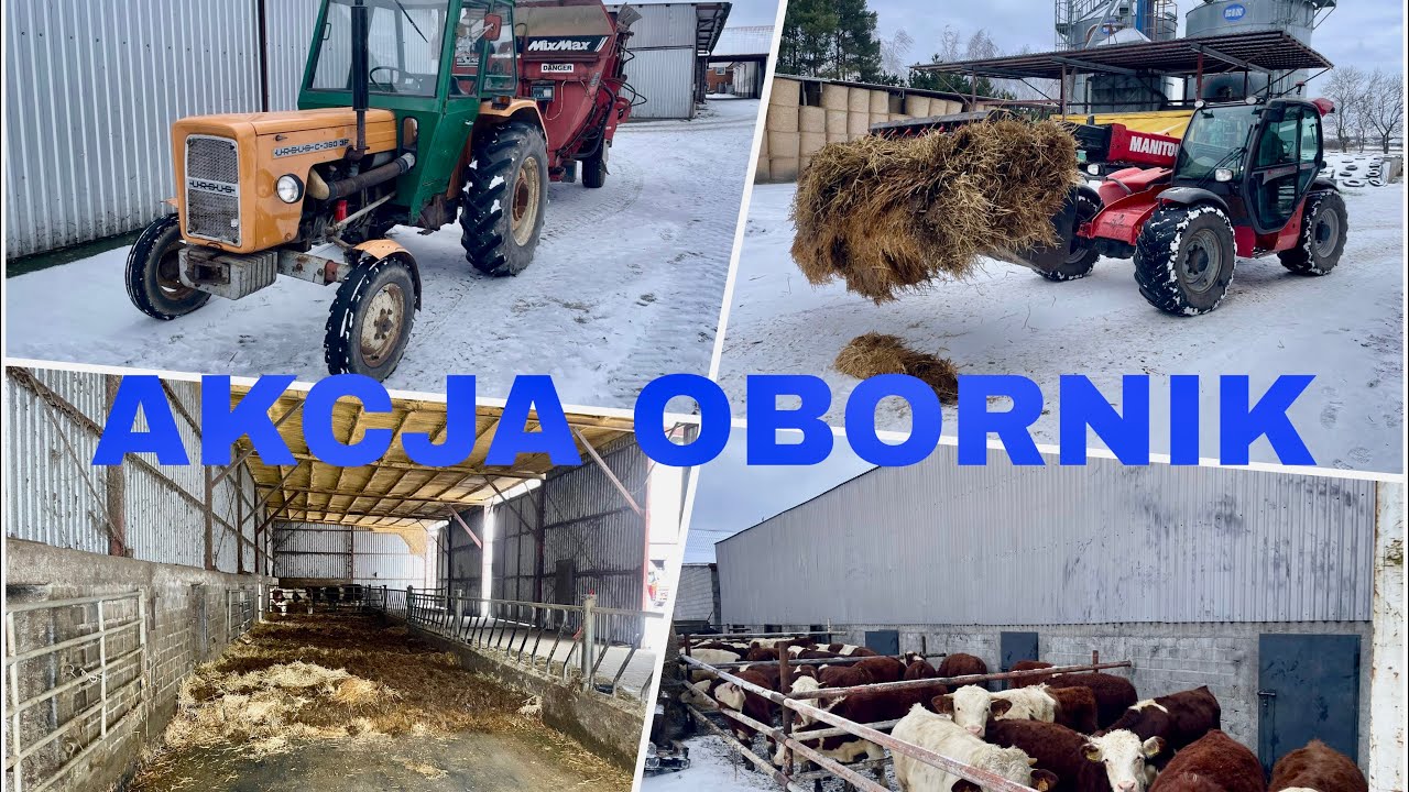 VLOG #160| Bydło Mięsne - Akcja Obornik Od Byków!!! Nowy Nabytek???