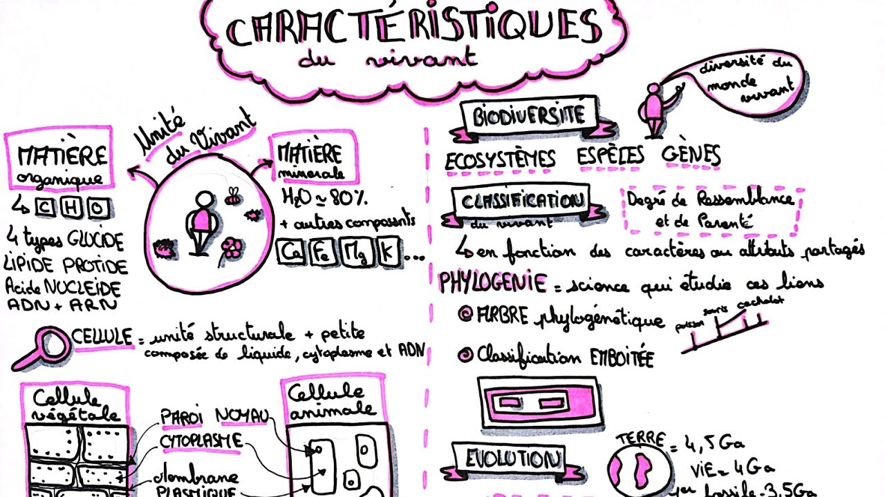 Les caractéristiques du vivant - CRPE - épreuve d’application - sciences et technologies 