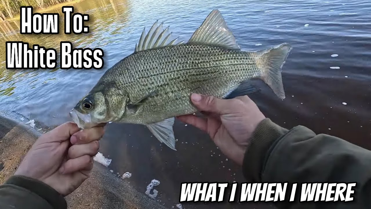 How To Find And Catch Pre Spawn White Bass In A River System! 