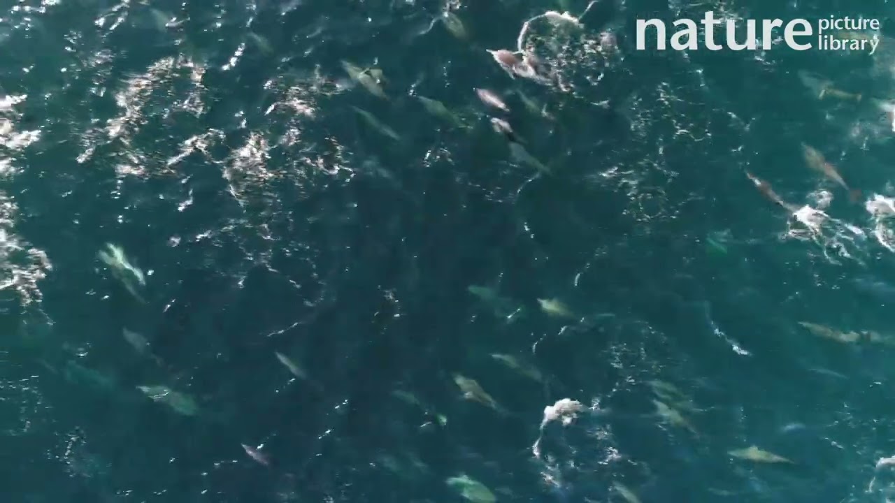 Aerial tracking shot of a superpod of Short-beaked common dolphins, Baja California, Mexico