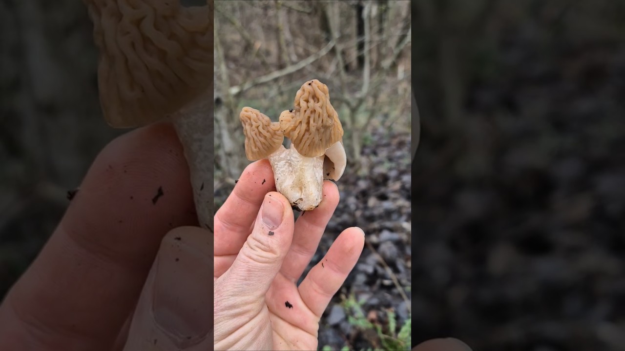 Ч.2 Зморшкова шапинка 3.04.25р #mashrooms #грибиукраїни #nature #ліс #asmr