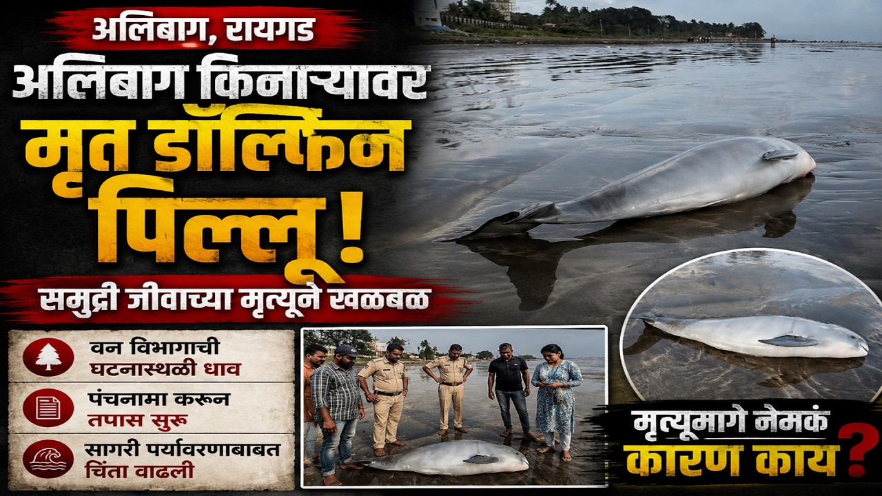अलिबाग किनाऱ्यावर मृत डॉल्फिन पिल्लू समुद्री जीवाच्या मृत्यूने खळबळ