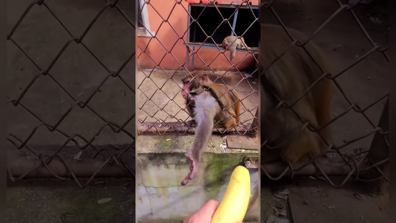 IL a enerv&eacute; ce singe. Reaction