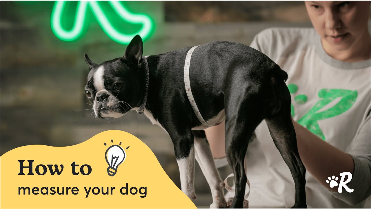 How to Measure Your Dog for Clothing | Rover's Complete Sizing Guide