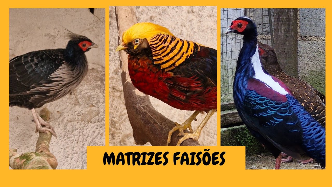 FAISÕES terminando a muda de penas | Sítio 5 Irmãos