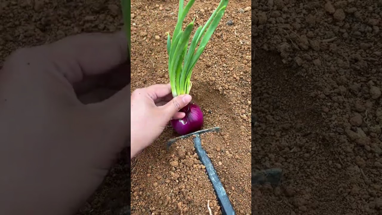 #Double the yield of onions like this #Record my planting life #New Farmer Plan #Xiaoqian'#59969