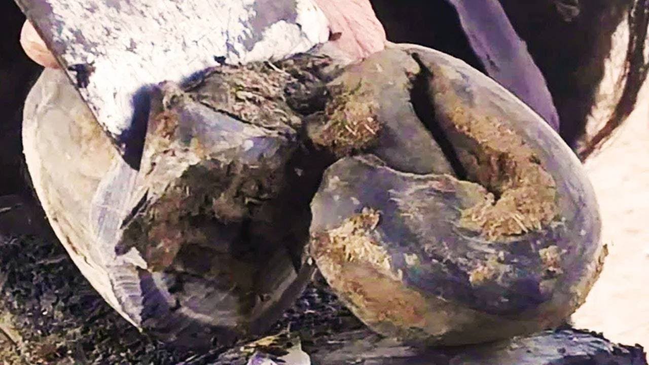 Save the forgotten animals丨ASMR丨Donkey hoof cutting sound