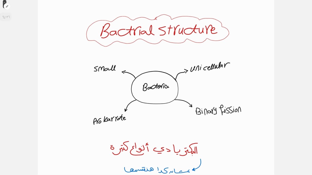 Bacterial structure 1 جامعة المنيا 