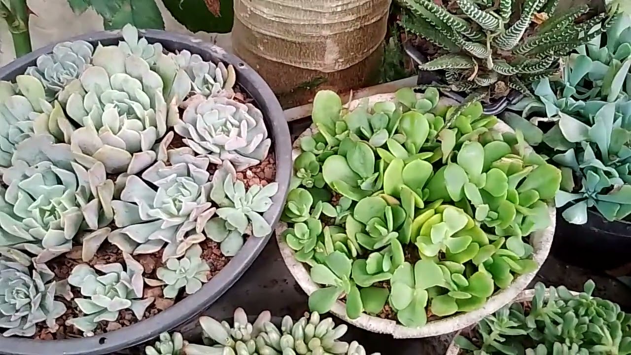 Suculentas que enche o vaso rápido 🥰❣️#suculentas #arranjofloral #plantas #suculentasbrasil #fyp 