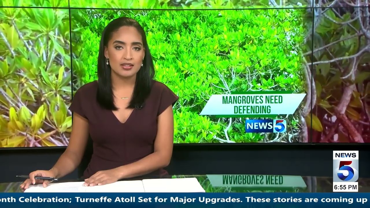 Организация Mangrove Guardians выкупит уязвимые участки земли в Сан-Педро, Белиз.