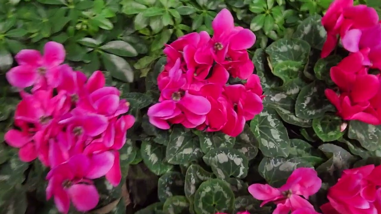 Красивые цветы 💐 в аэропорту Daxing в Пекине 