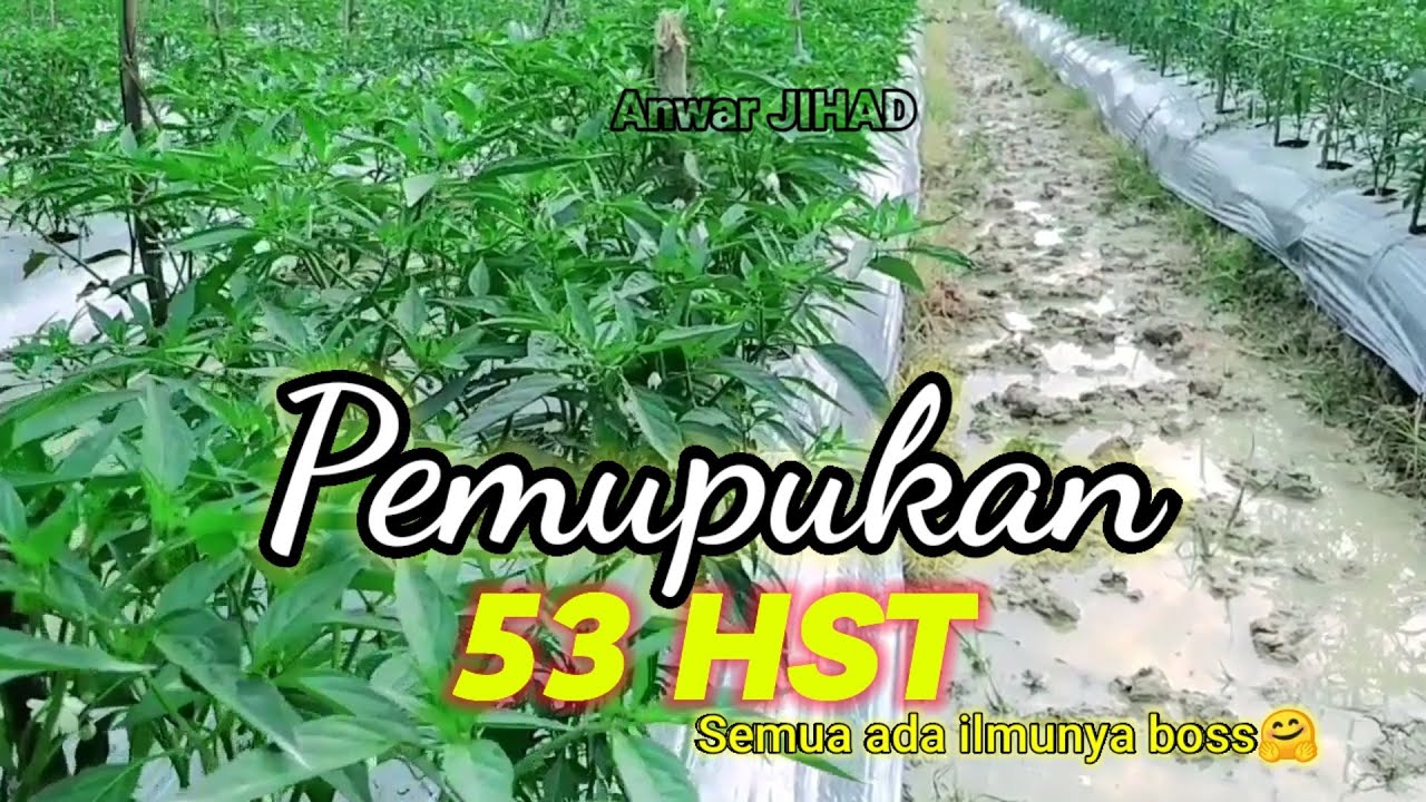 Budidaya Cabe Part (20) || PEMUPUKAN CABE 53 HST || Petani cabe wajib liat