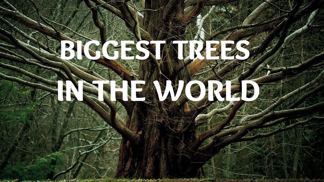 YOU WON'T BELIEVE VOLUME OF THE TREE