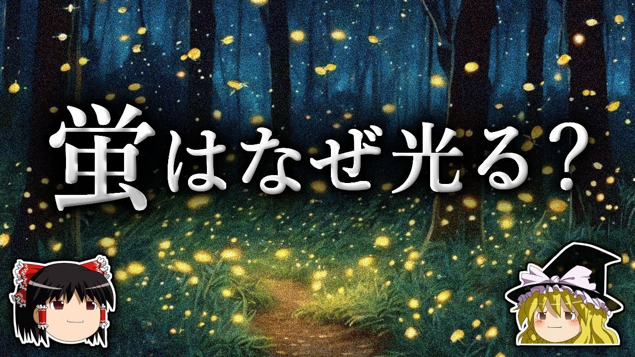 なぜ蛍は求愛の必要が無い幼虫の段階から光るのか？【ゆっくり解説】