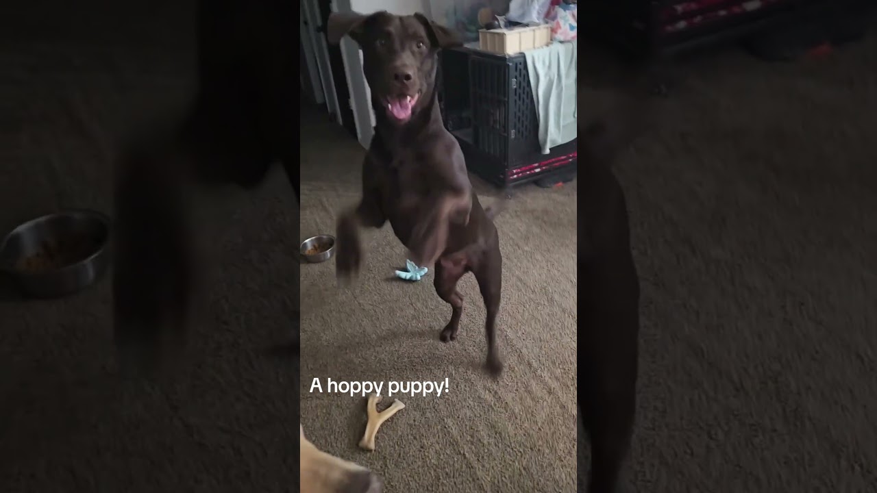 Daily Puppy Serotonin Boost. 