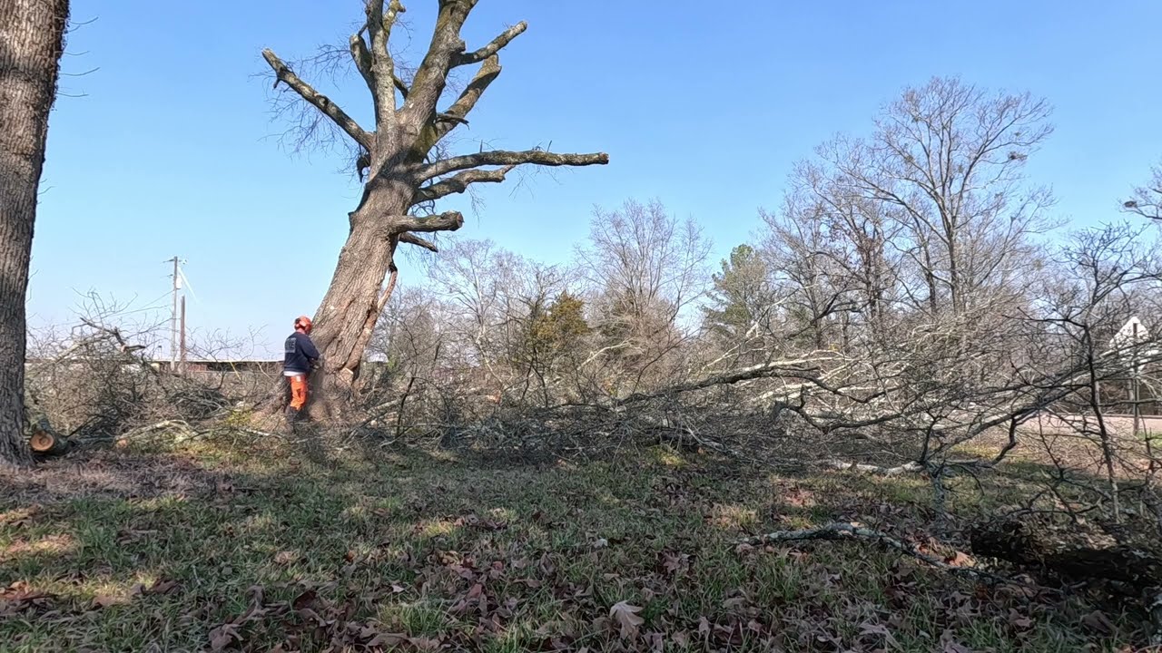 I don't see how this tree was still standing