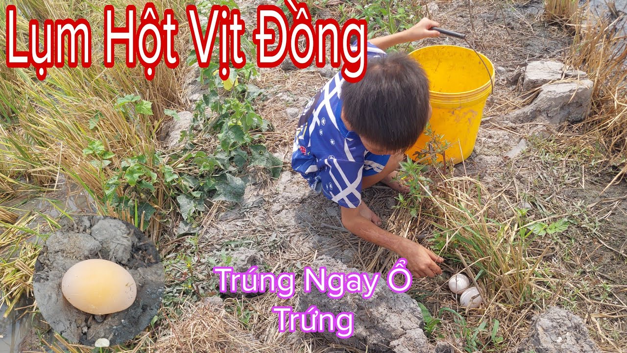 Lụm Hột Vịt Đồng Mùa Lúa Gặt Ở Miền Tây Cảm Giác Thật Tuyệt
