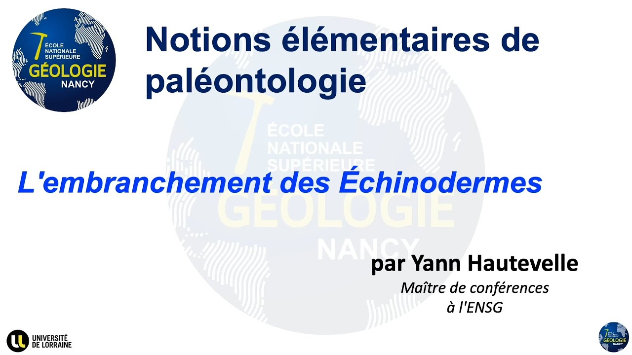Notions élémentaires de paléontologie - L'embranchement des Échinodermes (par Yann Hautevelle)