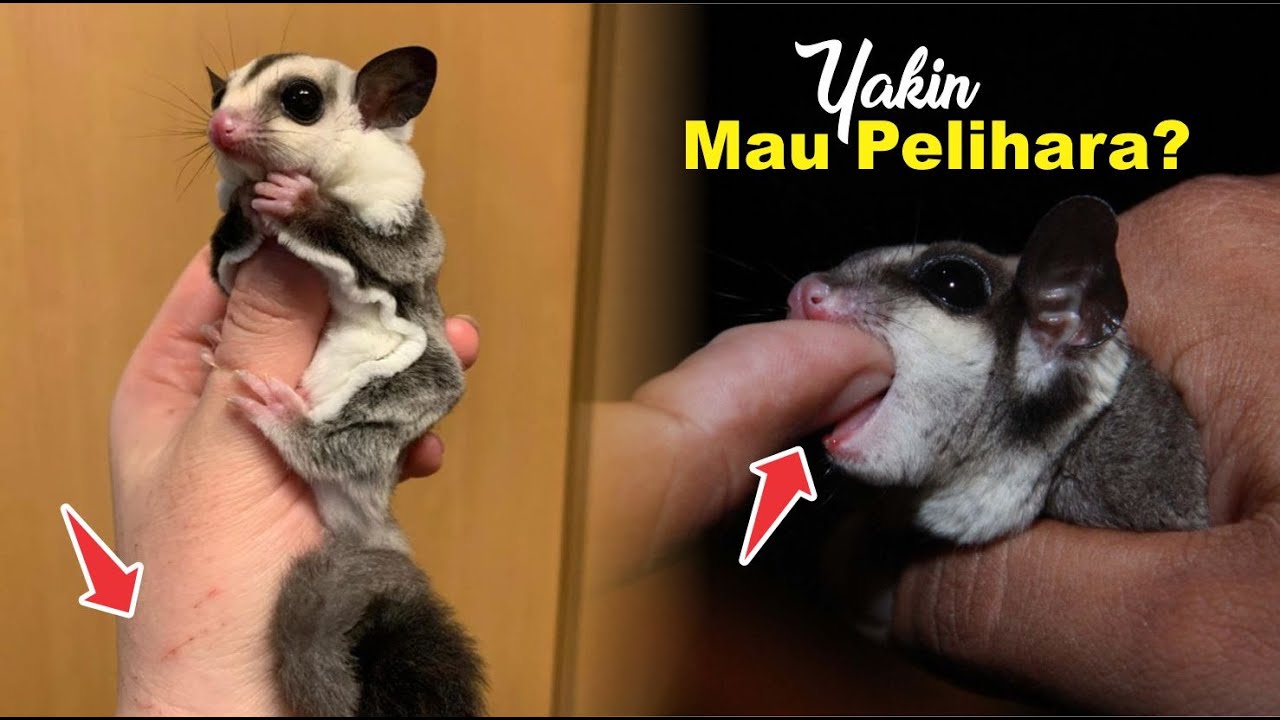 5 HAL YANG TIDAK MENYENANGKAN SAAT MEMELIHARA SUGAR GLIDER