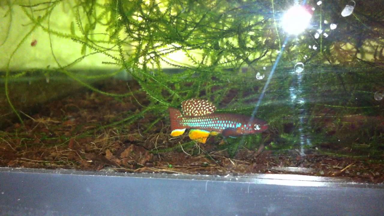 Diapteron Georgiae GWW 86/2