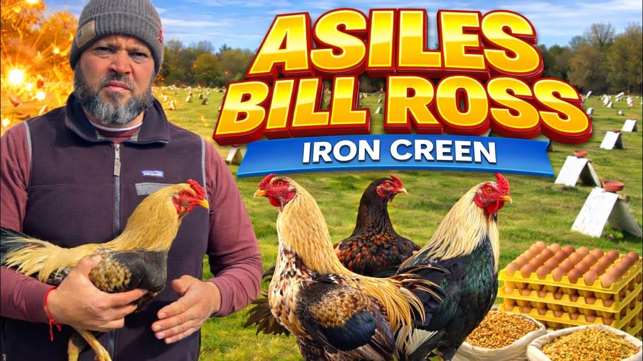Iron Creek/ Asiles Bill Ross #1 🔥🔥🔥💥💥🐓🐓🐓